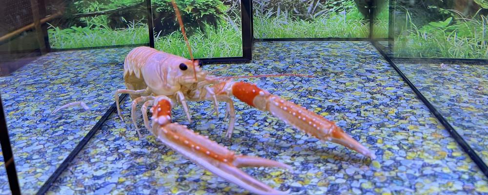 Bild på en havskräfta i ett akvarium