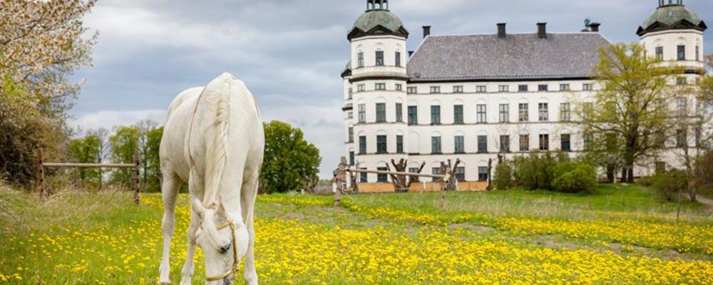 häst betar utanför Skokloster slott