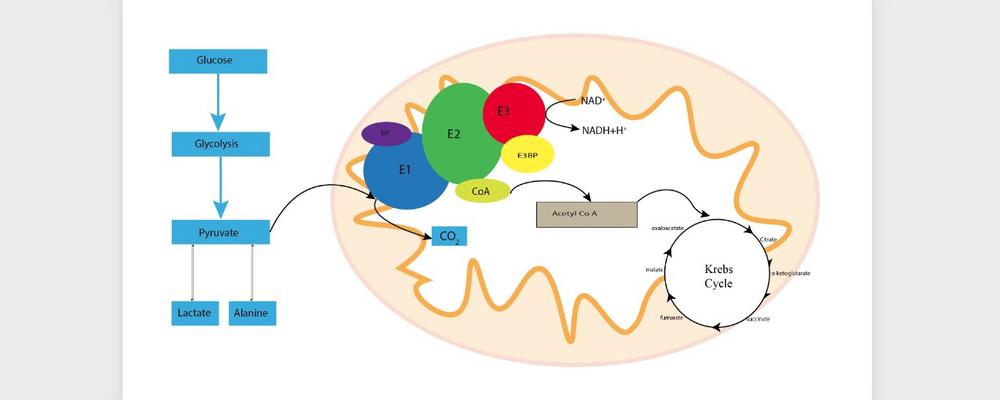 Figur2 från avhandlingen: Pyruvatdehydrogenaskomplexet: länken mellan glykolysen och citronsyracykeln.