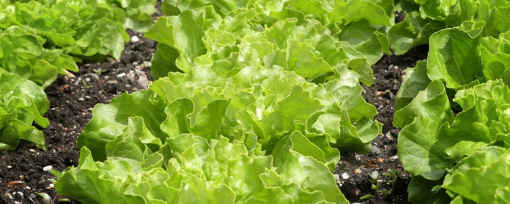 Green salad