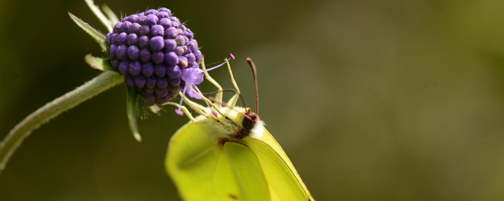 Image of a butterfly on a flower