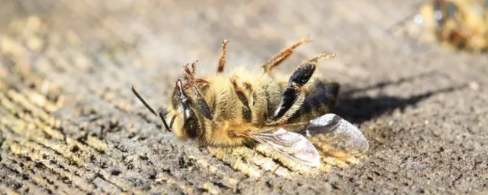Bee and pollution