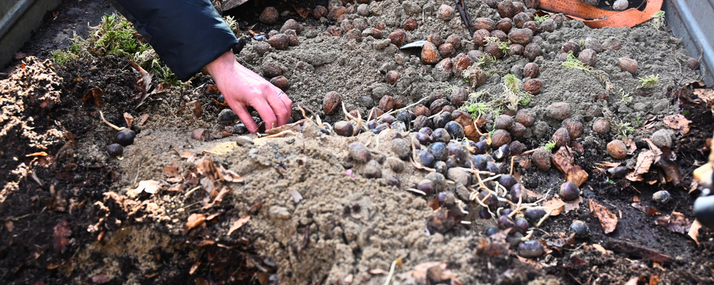 Plantering av valnötter i pallkragar med jord