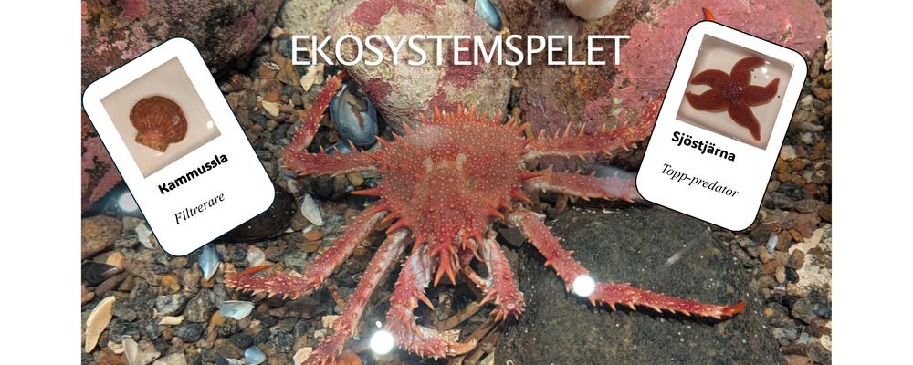 Kort på kammussla och sjöstjärna som ingår i ekosystemspelet