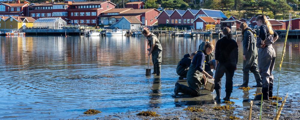 Tjärnö marina laboratorium från havet