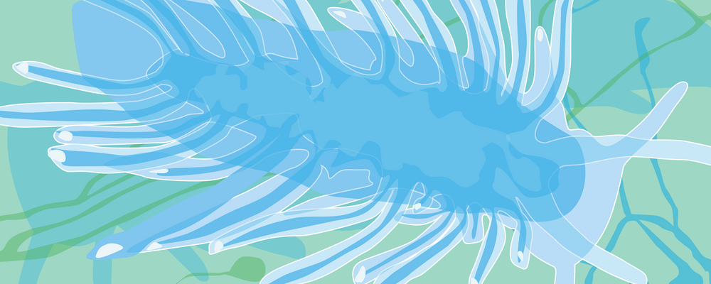 graphic of sea slug