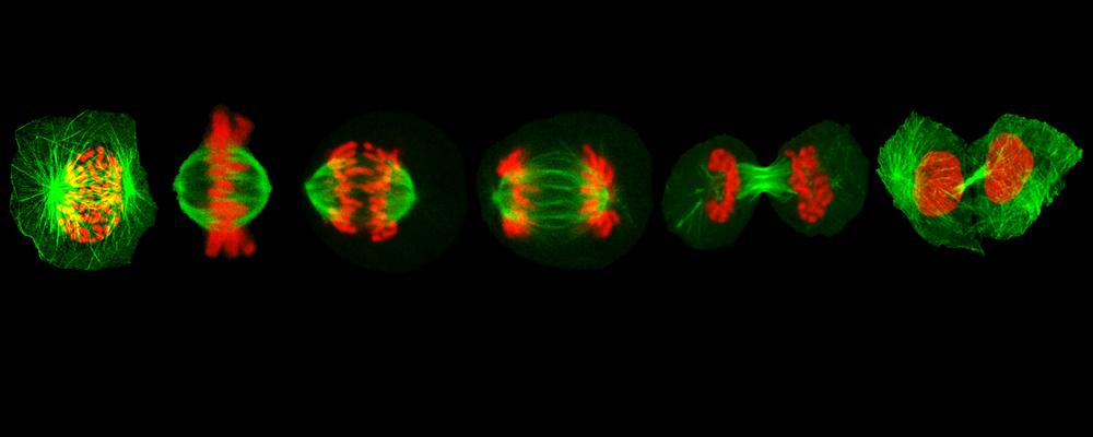 Six microscopy images show red chromosomes and green fibers during cell division.