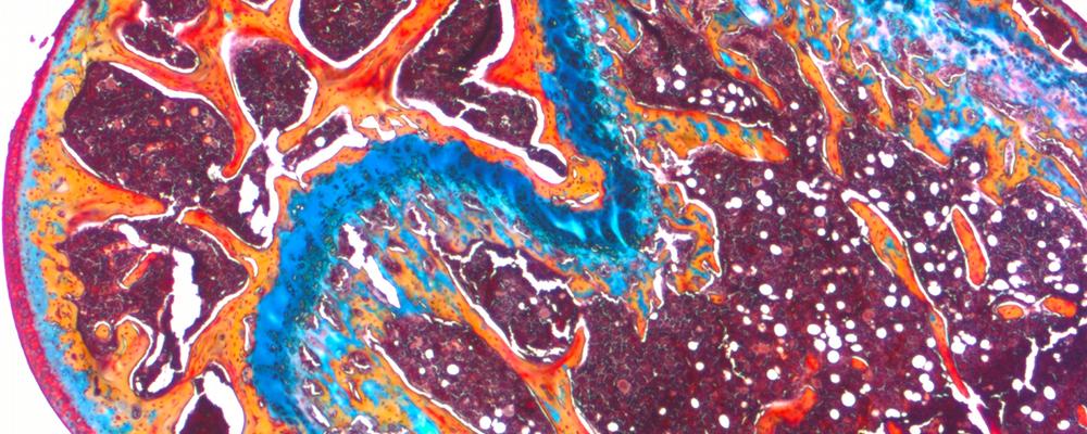Histology laboratory