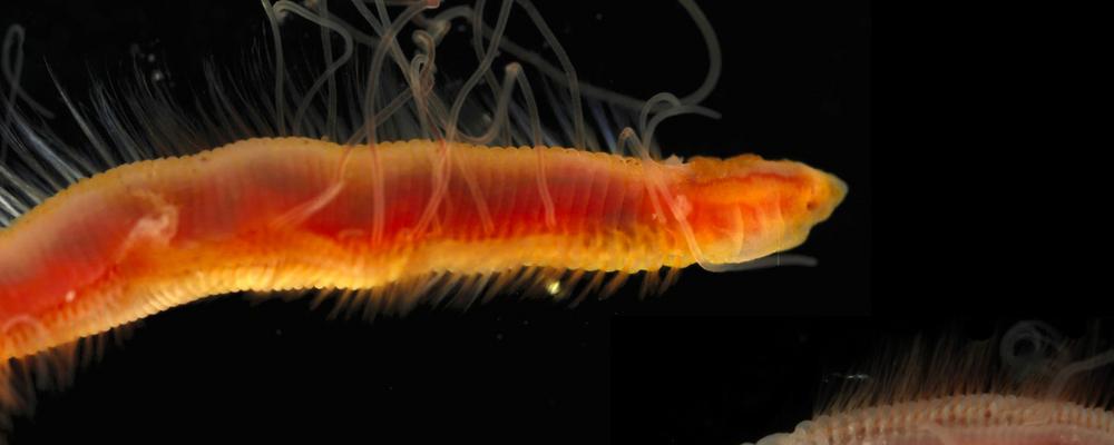 Havsbortsmask, Aphelochaeta elinorae