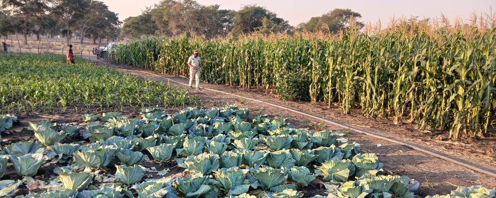 Agriculture in Africa