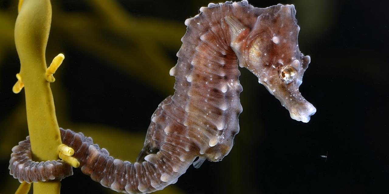 First Discovery of a Seahorse in Sweden | University of Gothenburg