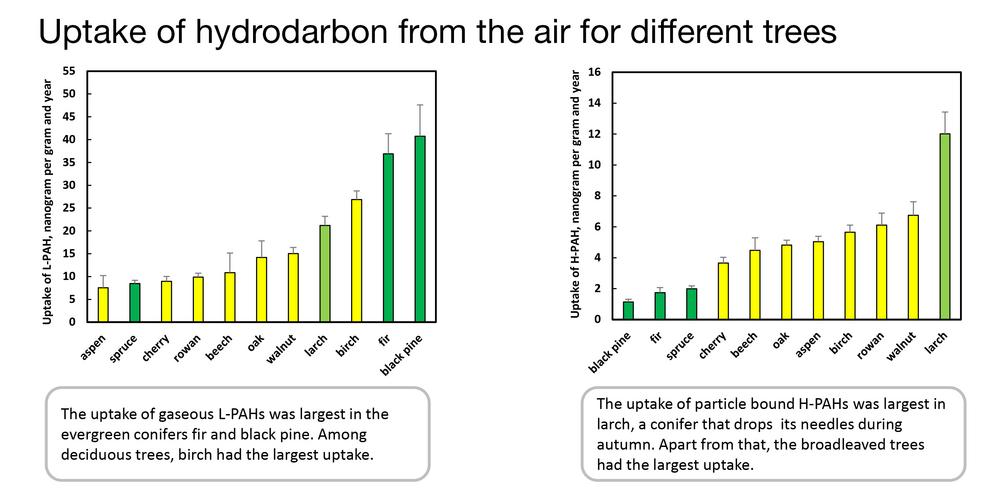 Graph uptake of hydrocarbon in different tree-species
