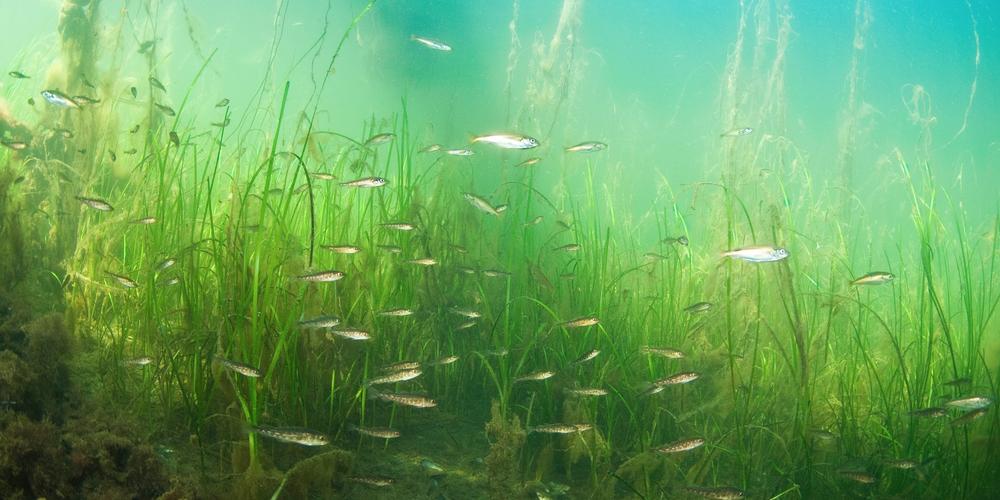 Juvenil torsk i &aring;lgr&auml;s&auml;ng.