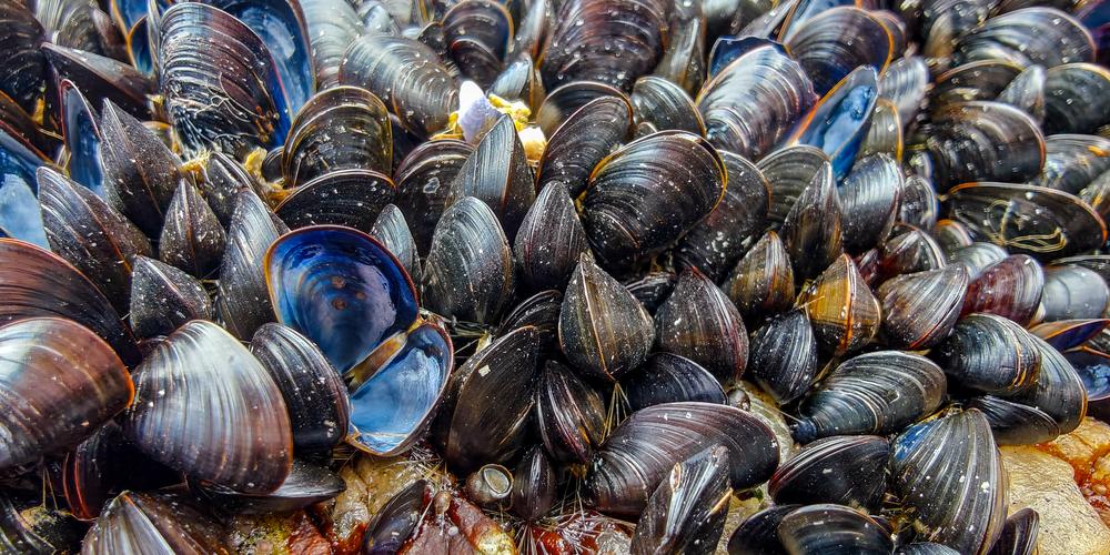 Blåmusslor