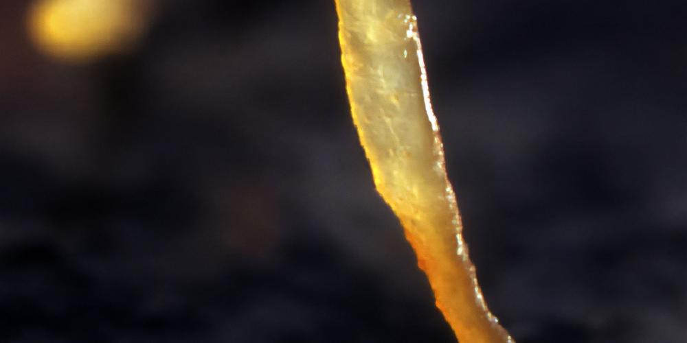 En ny individ av blåstång.