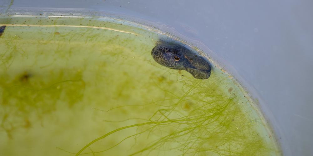 Haminella solitaria. 