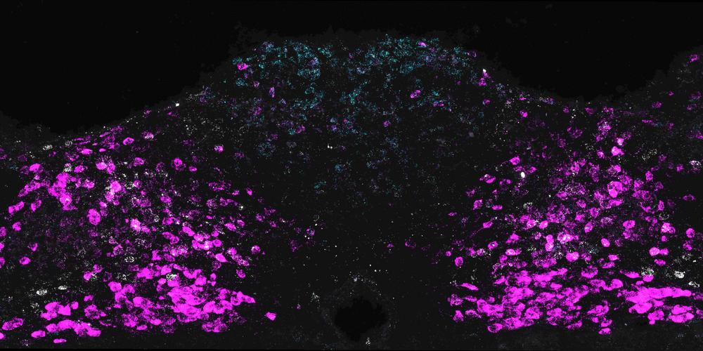 Illustration från avhandlingens omslag