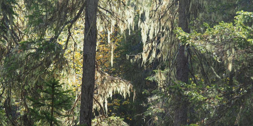 Bild på urskog med sol som strilar ner.