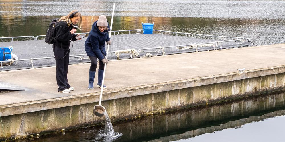 Christin och Sveriges Radio letar maneter. 