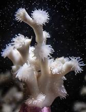 A Lophelia coral colony