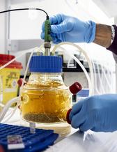 bioreaktorn är av glas, ctor som en liten fotboll. Ett gulbrunt innehåll puttrar i den, flera slangar sticker ut ur den.