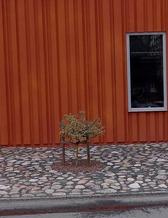 Trees planted next to asphalt. 