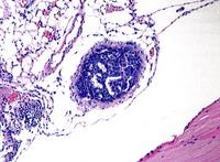 Light microscopy image