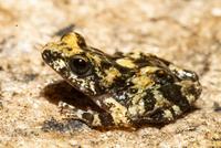 Frog in sand