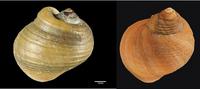 Deformed shell from hybrid periwinkle to the left, normal shell to the right.