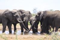 African savanna elephant drinking from waterhole