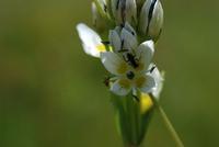 Insect on white flower