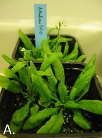 Arabidopsis thaliana är en växt som ofta används för genteknologiska experiment.