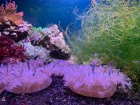 coral