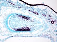 Mikroskopbild; RALDH1 i incisiv under utveckling