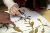 herbarium sample