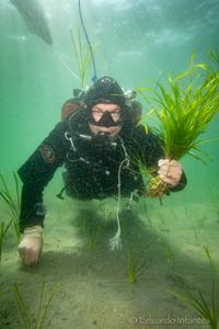 Diver with eelgrass.