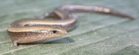 Skink