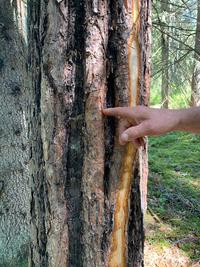 Bilden visar en hand som pekar på sprickor i en tallstam