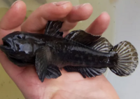 Fish in a human hand