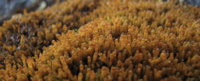 Tetralophozia setiformis
