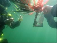 Researchers under water with eelgrass.