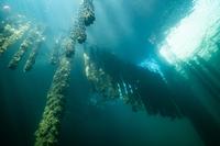 mussel farm