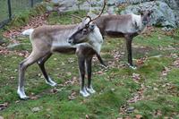 Reindeer