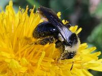 Bee on yellow flower