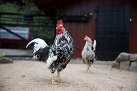 Rooster and chicken
