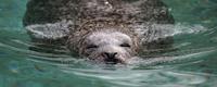 swimming harbor seal