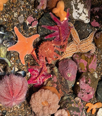 Sea life