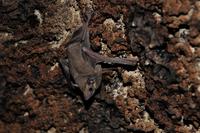 Bat on wall