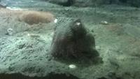 Octopus on the seabed