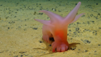 Barbie sea pig on seabed